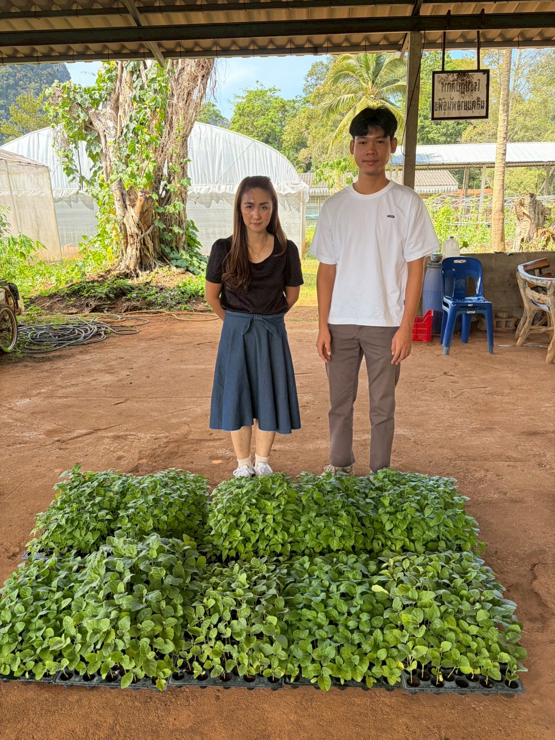 ศสพ.กระบี่ สนับสนุนพืชผักพืชอาหารในโครงการผลิตพืชพันธุ์ดีเพื่อช่วยเหลือเกษตรกรผู้ประสบภัยพิบัติและใช้ในภารกิจกรมส่งเสริมเกษตร ปี 2568