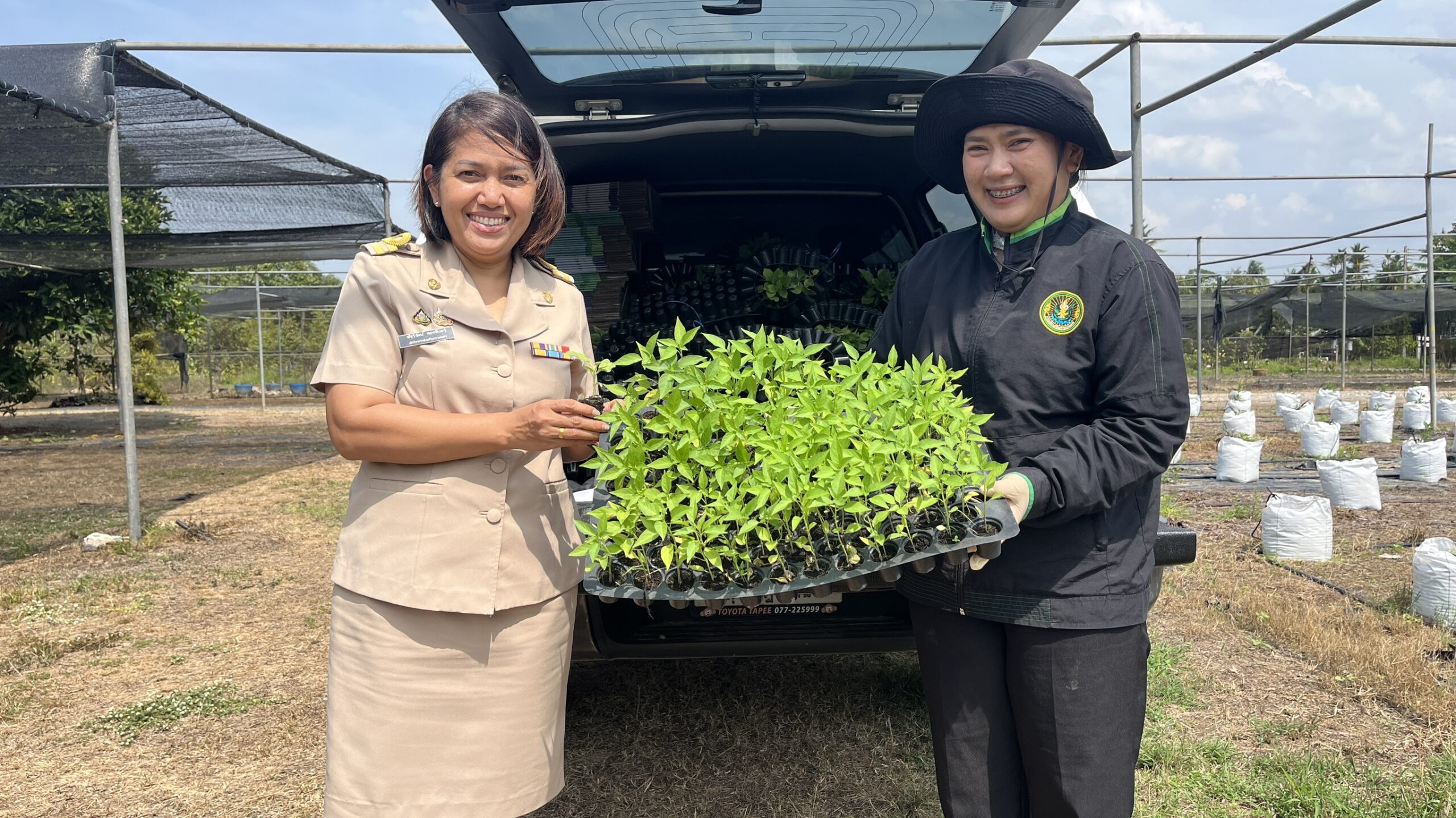 สนับสนุนพันธุ์พืชผักพืชอาหาร ภายใต้โครงการผลิตพืชพันธุ์ดีเพื่อช่วยเหลือเกษตรกรผู้ประสบภัยพิบัติและใช้ในภารกิจกรมส่งเสริมการเกษตร ปี 2568 จังหวัดสุราษฎร์ธานี
