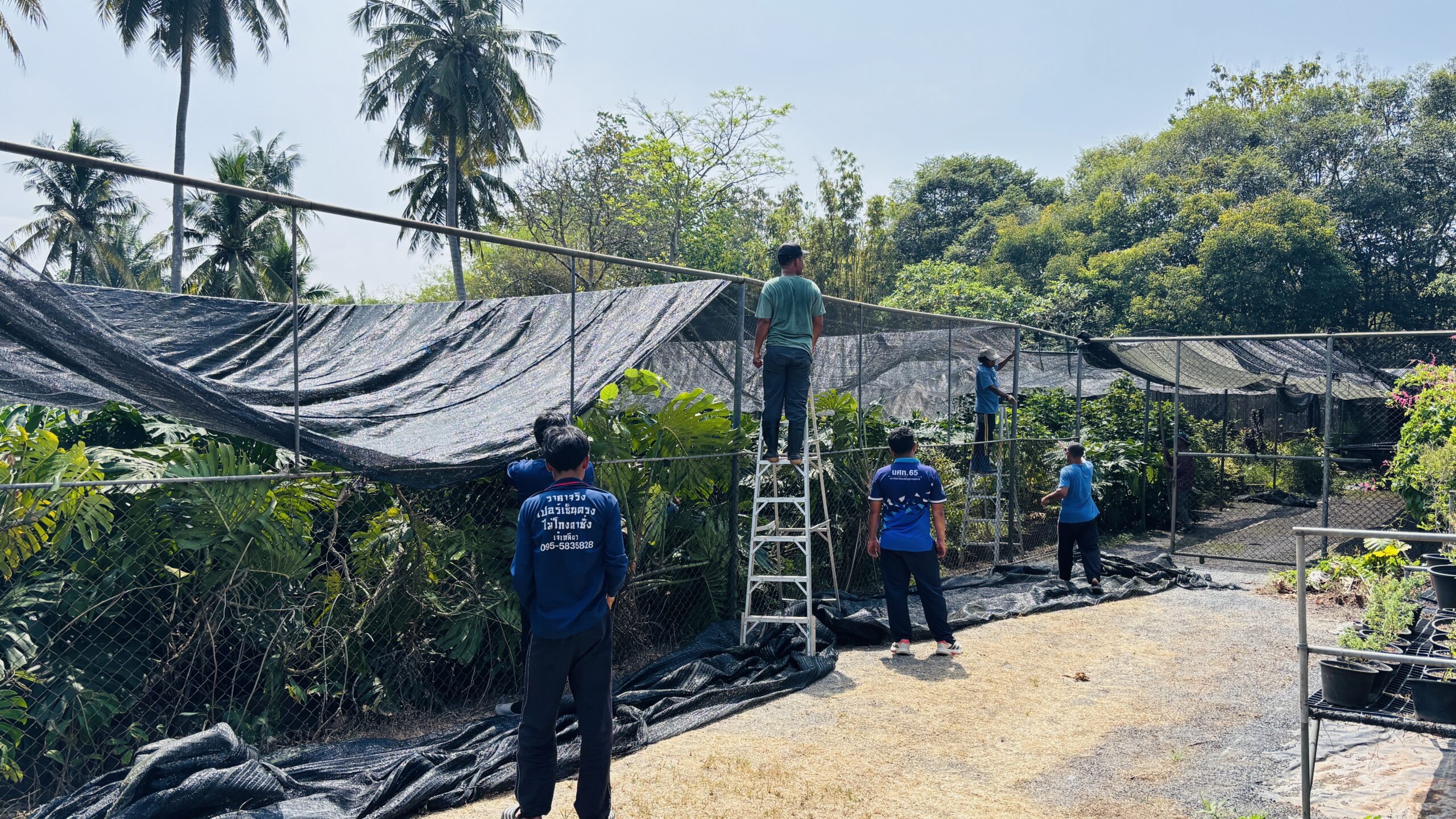ปรับปรุงโรงเรือนไม้ตัดใบ เพื่อควบคุมปริมาณแสงแดดไม่ให้จัดเกินไปและช่วยลดความแรงของฝนและลมไม่ให้ใบฉีกขาด ส่งผลให้ผลผลิตไม้ตัดใบมีคุณภาพสูง