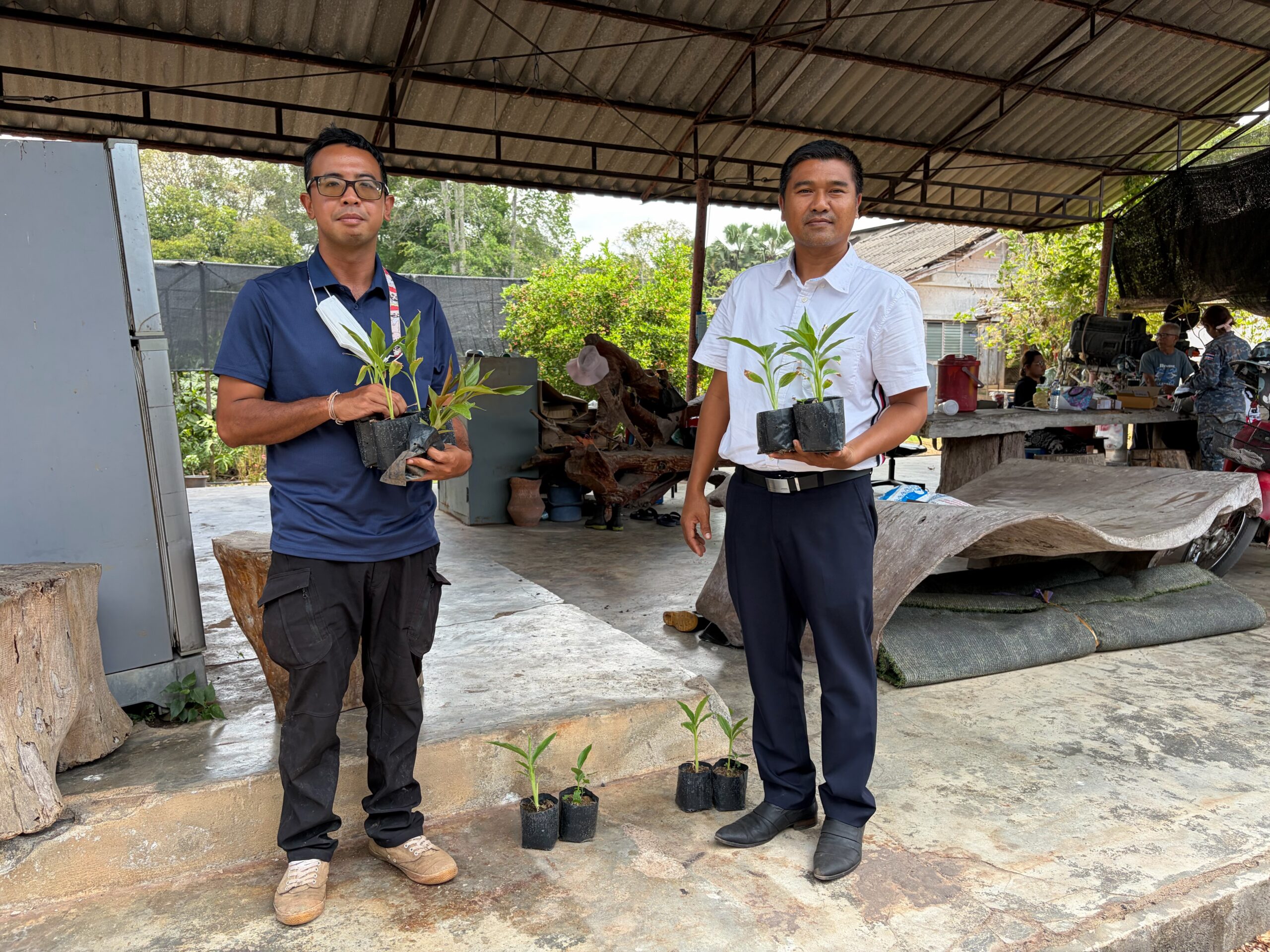 สนับสนุนต้นกล้าดาหลา แก่เกษตรกร อำเภอพระแสง จังหวัดสุราษฎร์ธานี เพื่อส่งเสริมการปลูก “ดาหลา” เพิ่มมูลค่าทางการเกษตร