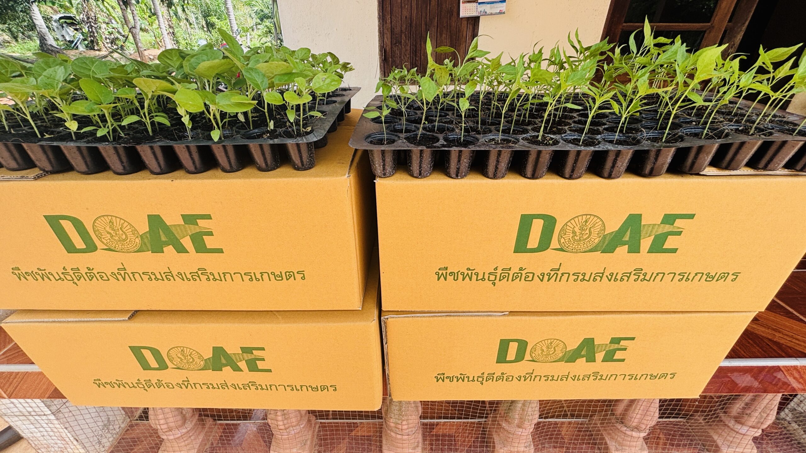 สนับสนุนพืชพันธุ์ดี ได้แก่ ต้นกล้าพริกขี้หนู ต้นกล้ามะเขือเปราะ อ.บ้านนาเดิม จ.สุราษฎร์ธานี เพื่อส่งเสริมการผลิตพืชผักพืชอาหาร สร้างความมั่นคงทางอาหาร