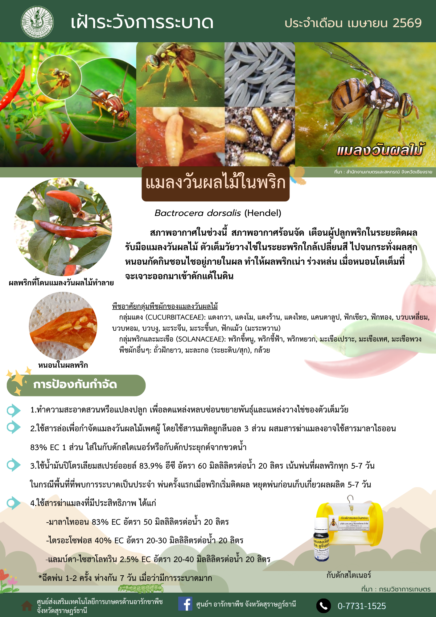เฝ้าระวัง!! การระบาดแมลงวันผลไม้ในพริก