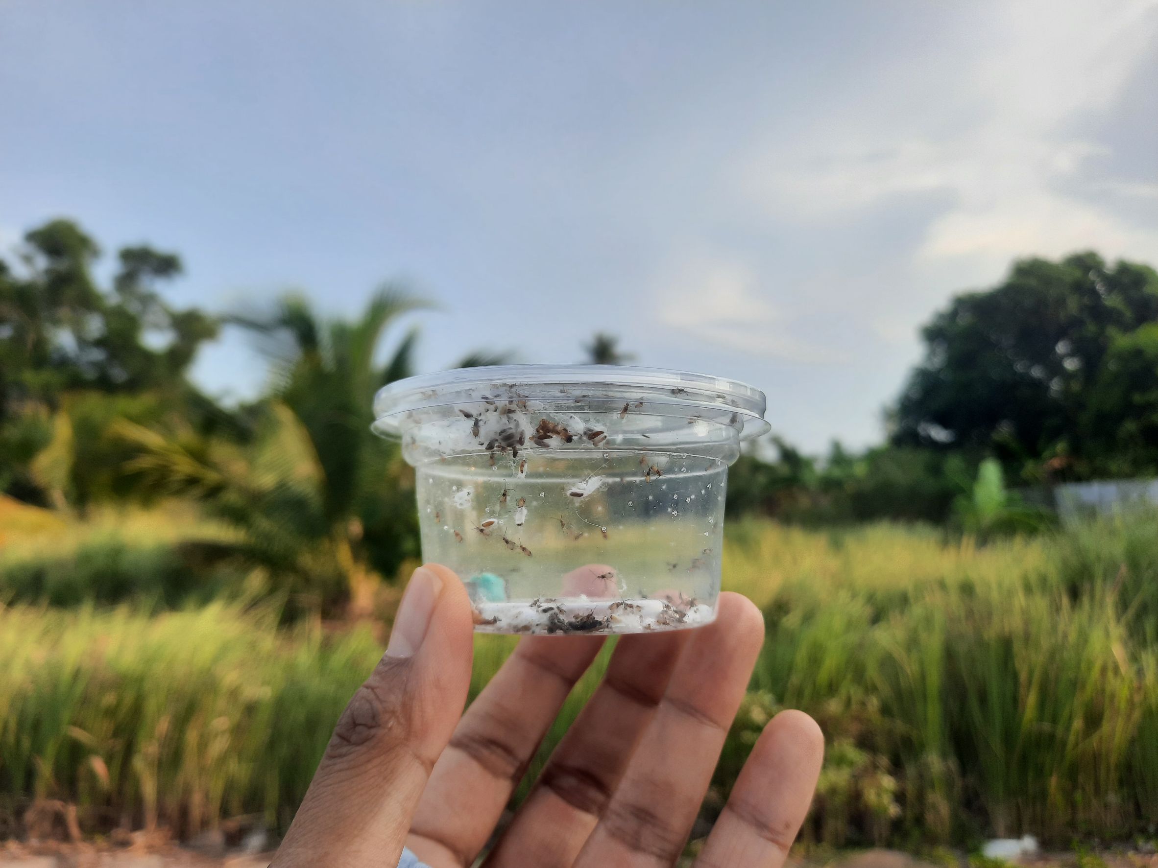 ศทอ.สฎ.ติดตามการระบาดศัตรูในมะพร้าวพร้อมทั้งสนับสนุนแมลงศัตรูธรรมชาติ