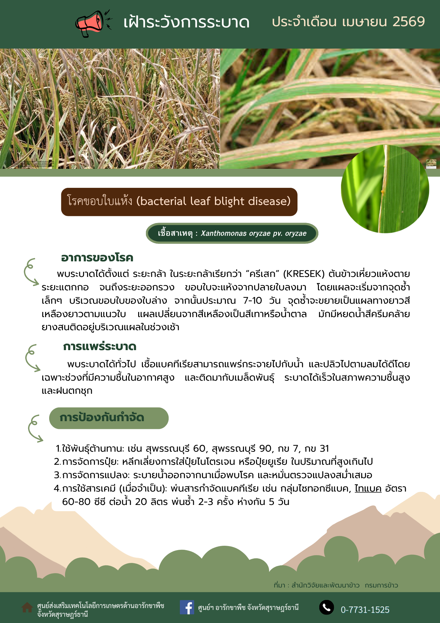 เฝ้าระวังการระบาดโรคขอบใบแห้ง