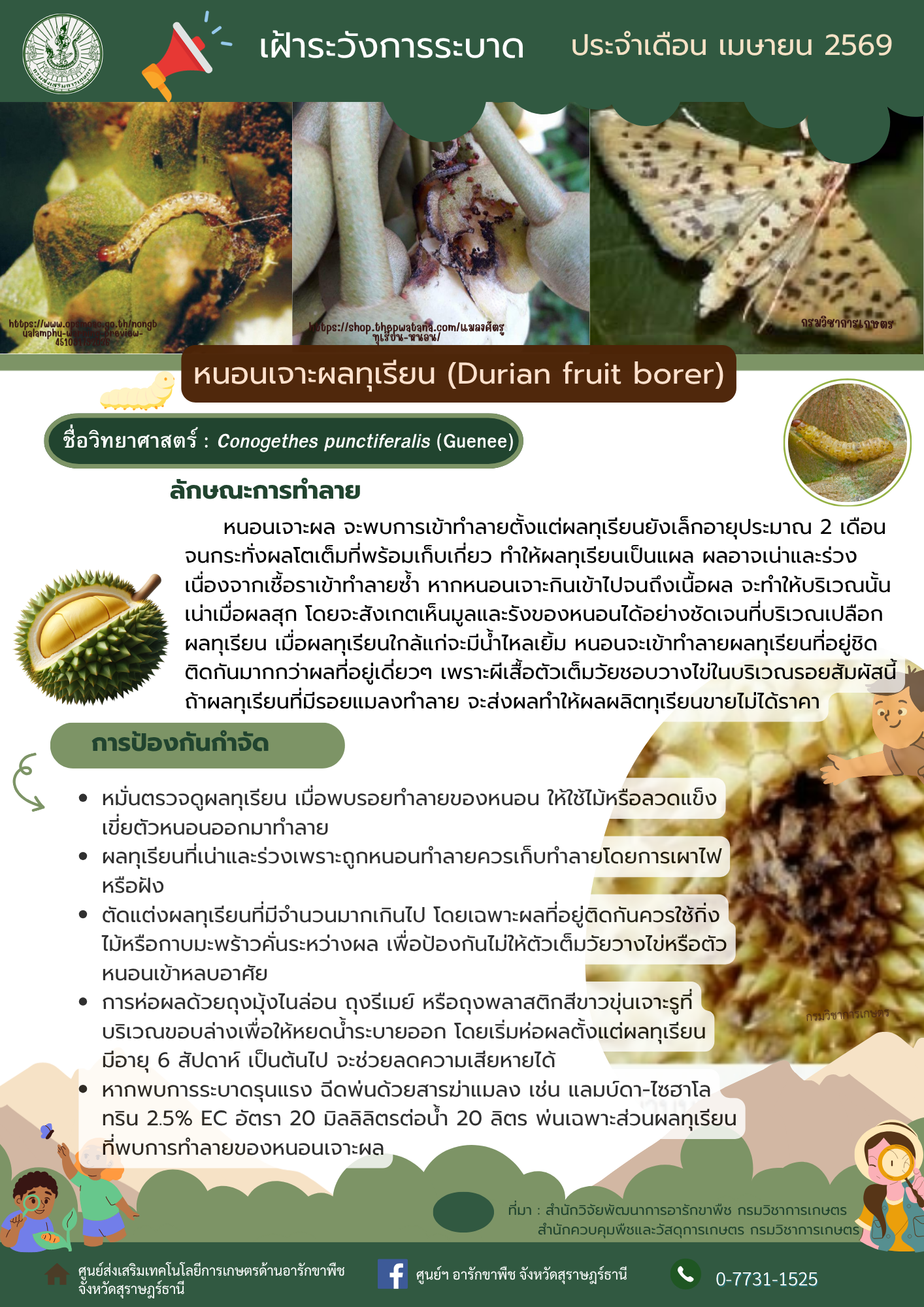 เฝ้าระวัง!! การระบาดหนอนเจาะผลทุเรียน